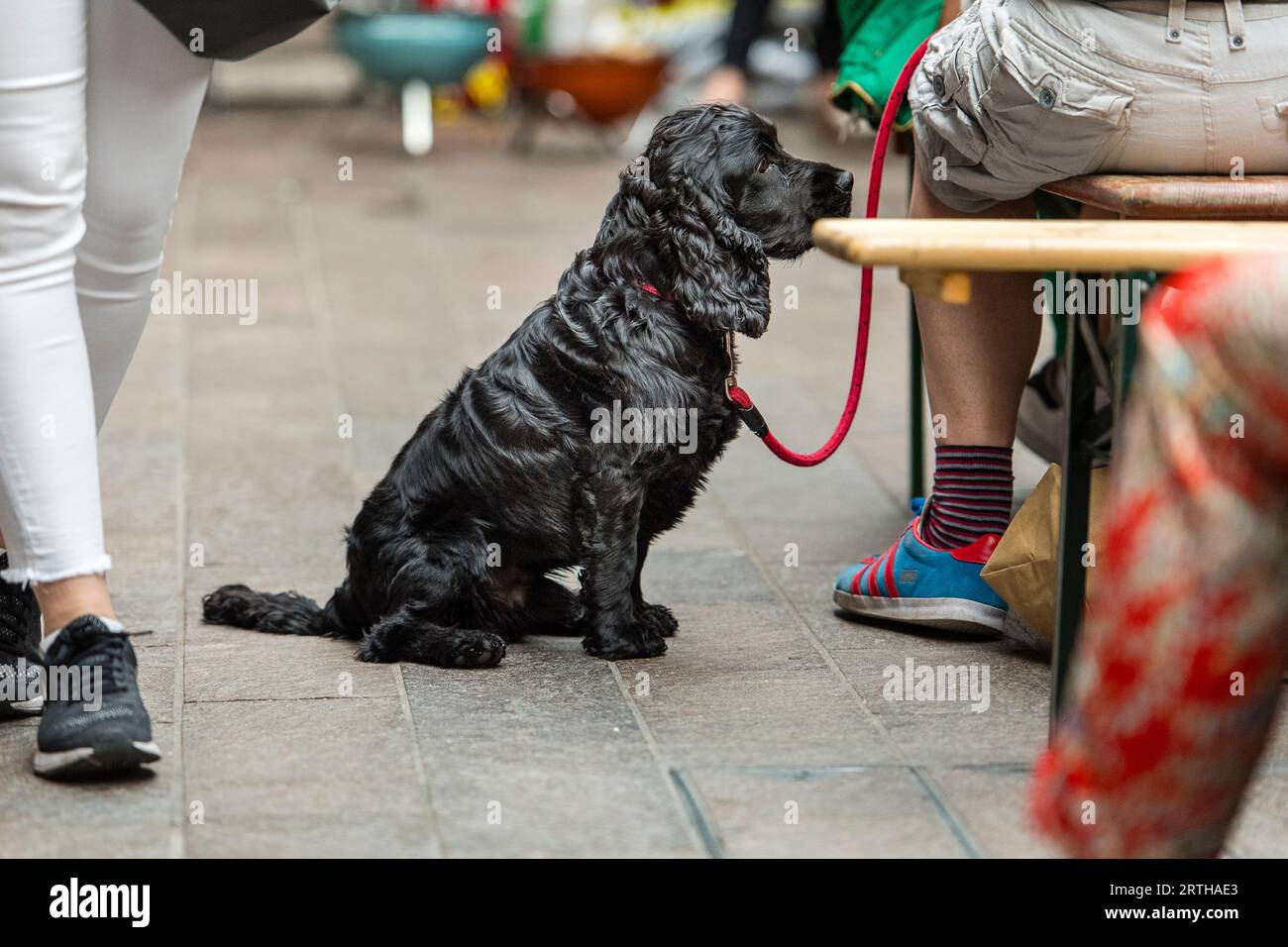 Molto occupato e cane, in attesa dal suo proprietario. Sembravano tristi, cani che aspettano con i loro proprietari Foto Stock