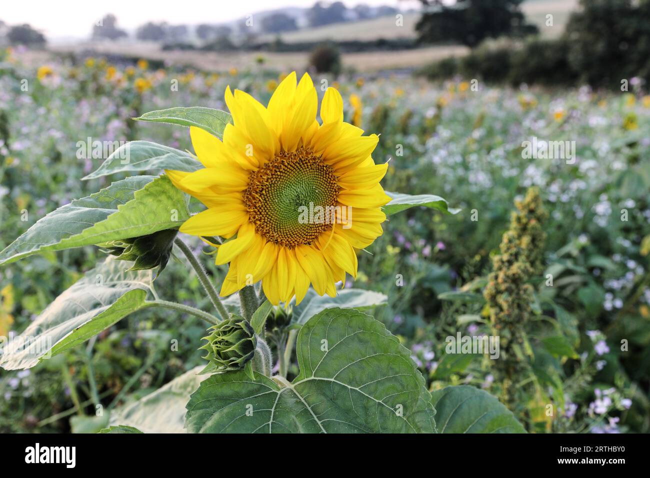 Girasoli e altri fiori in un'azienda agricola seminata per creare un campo ricco di fiori, County Durham, Regno Unito Foto Stock