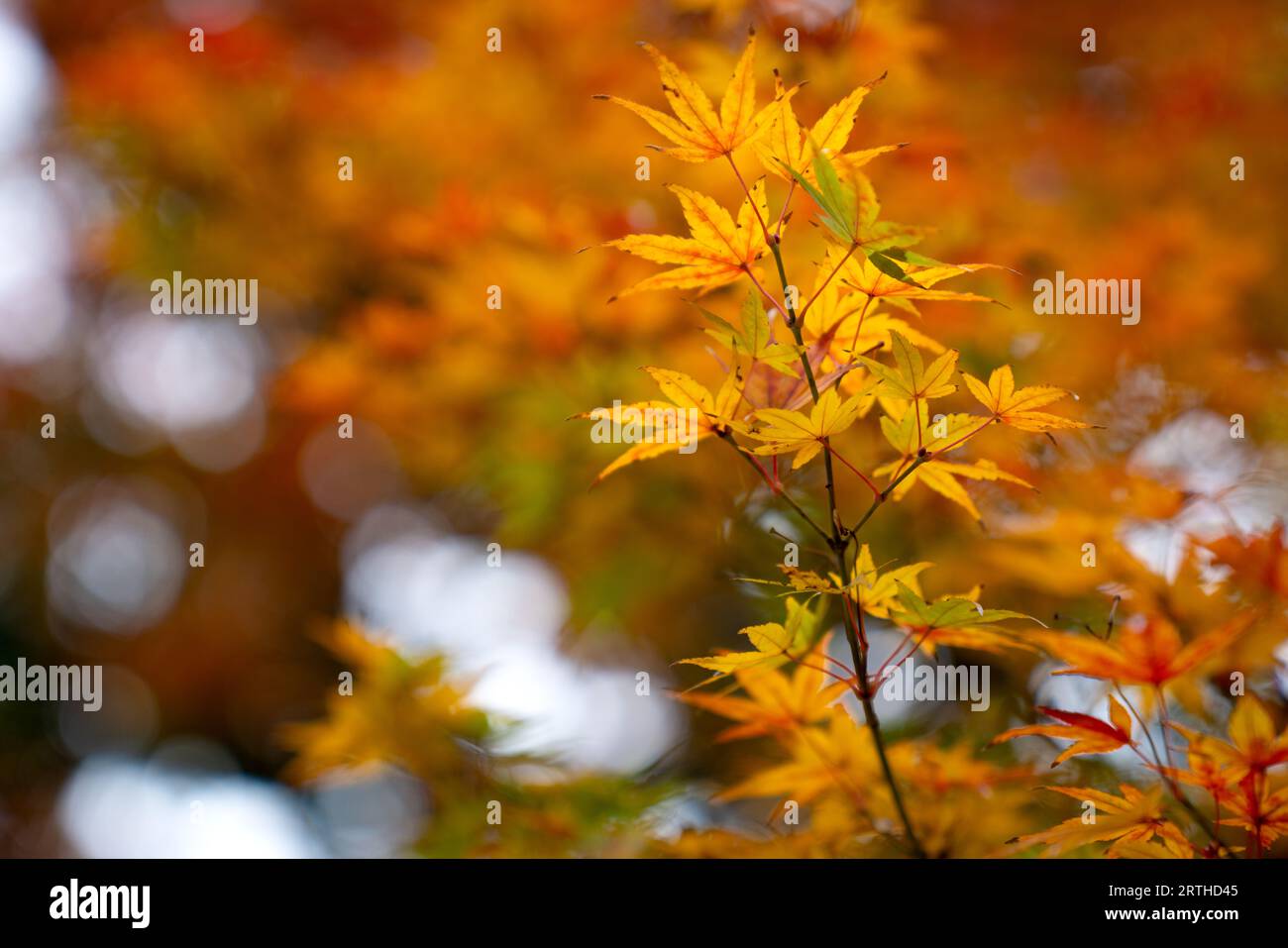 Bellissime foglie autunnali. Coloratissimo fogliame nel parco. Foto Stock