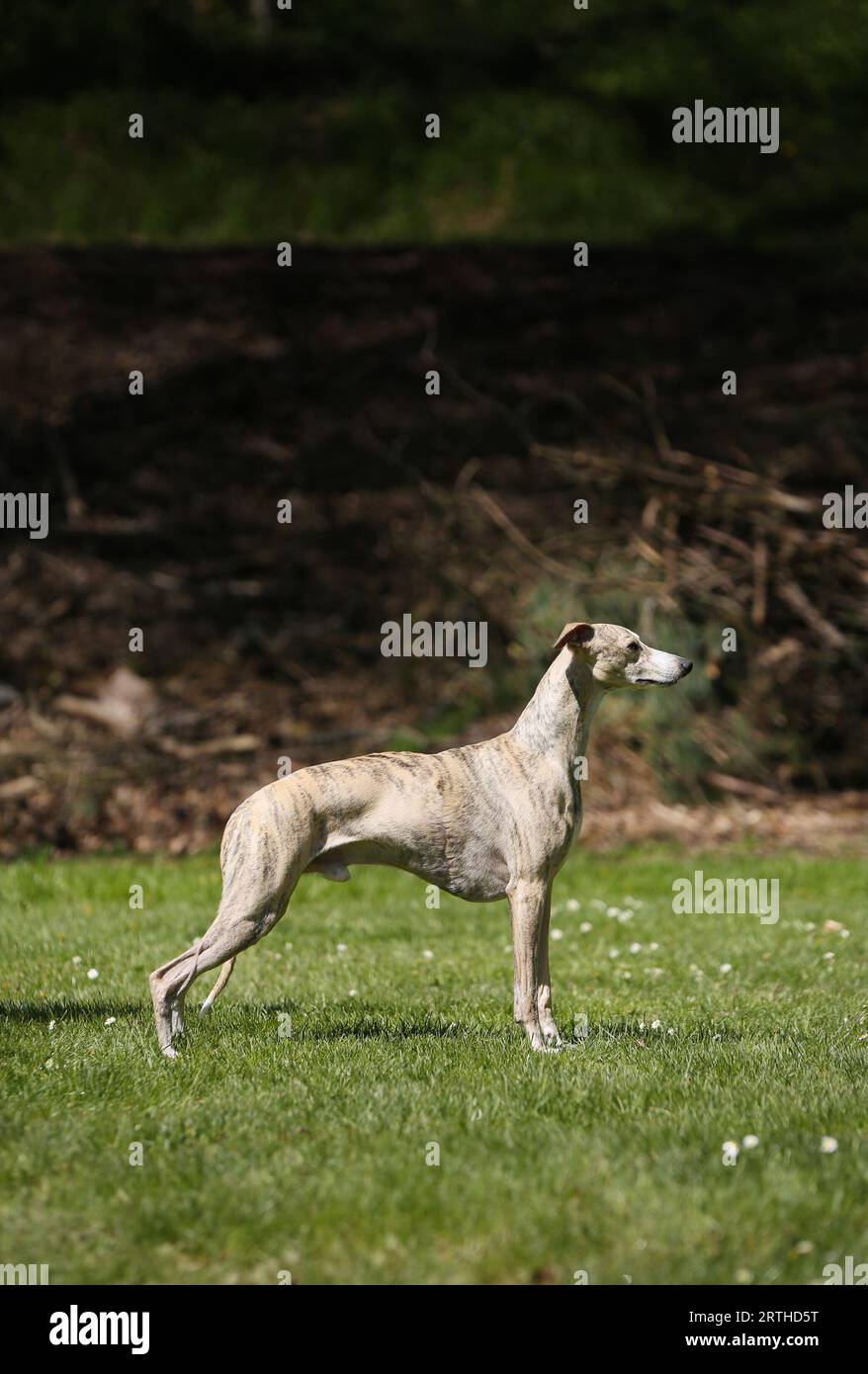 Razza aristocratica: La conformazione dei cani da balestra mostra un ritratto Foto Stock