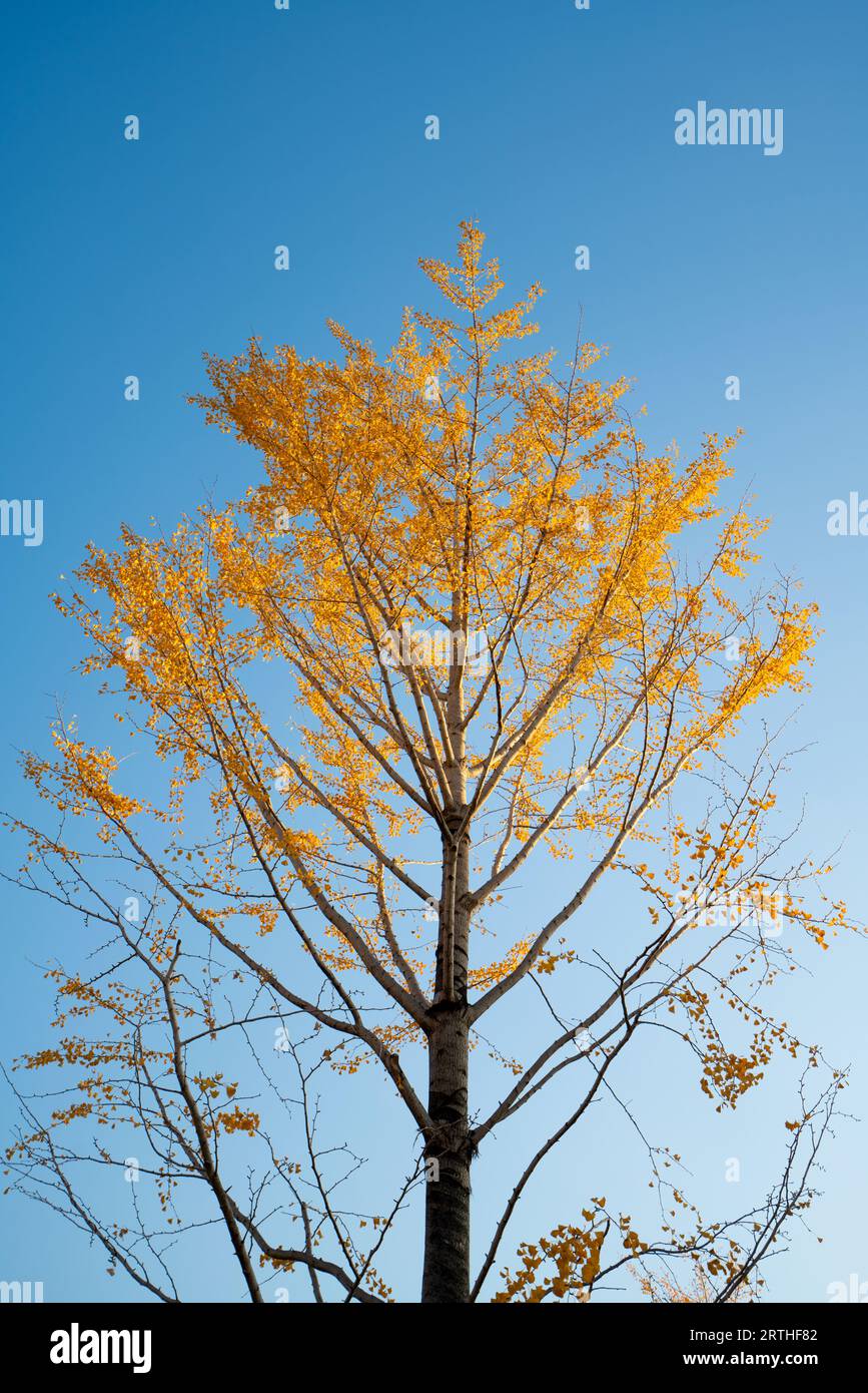 Albero di Gingko contro il cielo blu in autunno Foto Stock