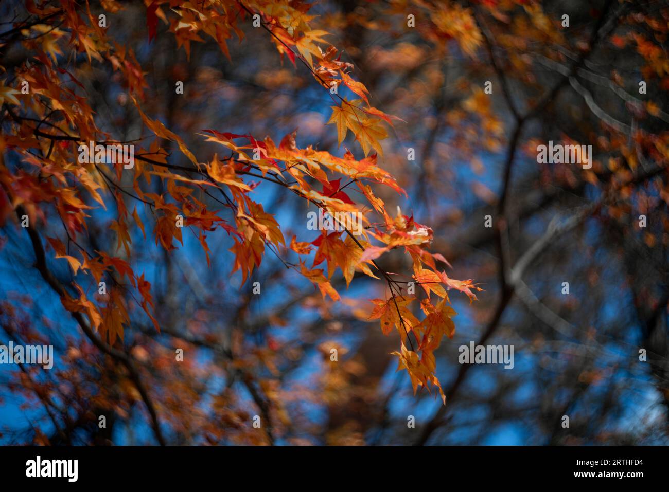 Foglie d'acero colorate nella stagione autunnale appese al ramo con sfondo sfocato, prese dal Giappone. Foto Stock