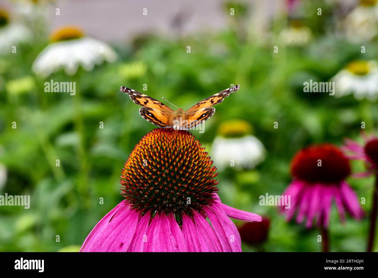 Una vivace farfalla gialla è appollaiata sulla cima di una testa di fiori viola, i colori vivaci dei due contrastano su un lussureggiante sfondo verde Foto Stock