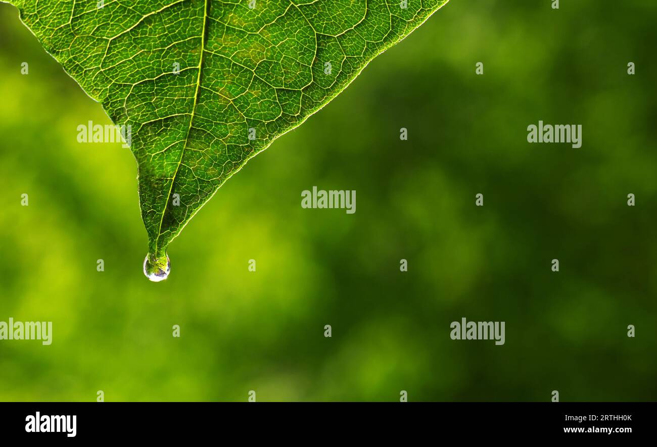 Essenza di erbe. Medicina alternativa sana. Cura della pelle. Olio essenziale o acqua che fuoriesce da foglie fresche Foto Stock