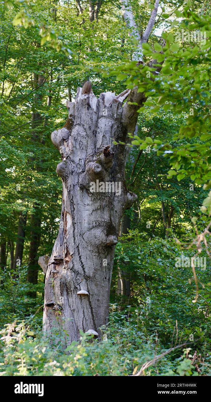 Vecchio albero di quercia alla luce del sole. Vogelsberg, Assia, Germania. Foto Stock