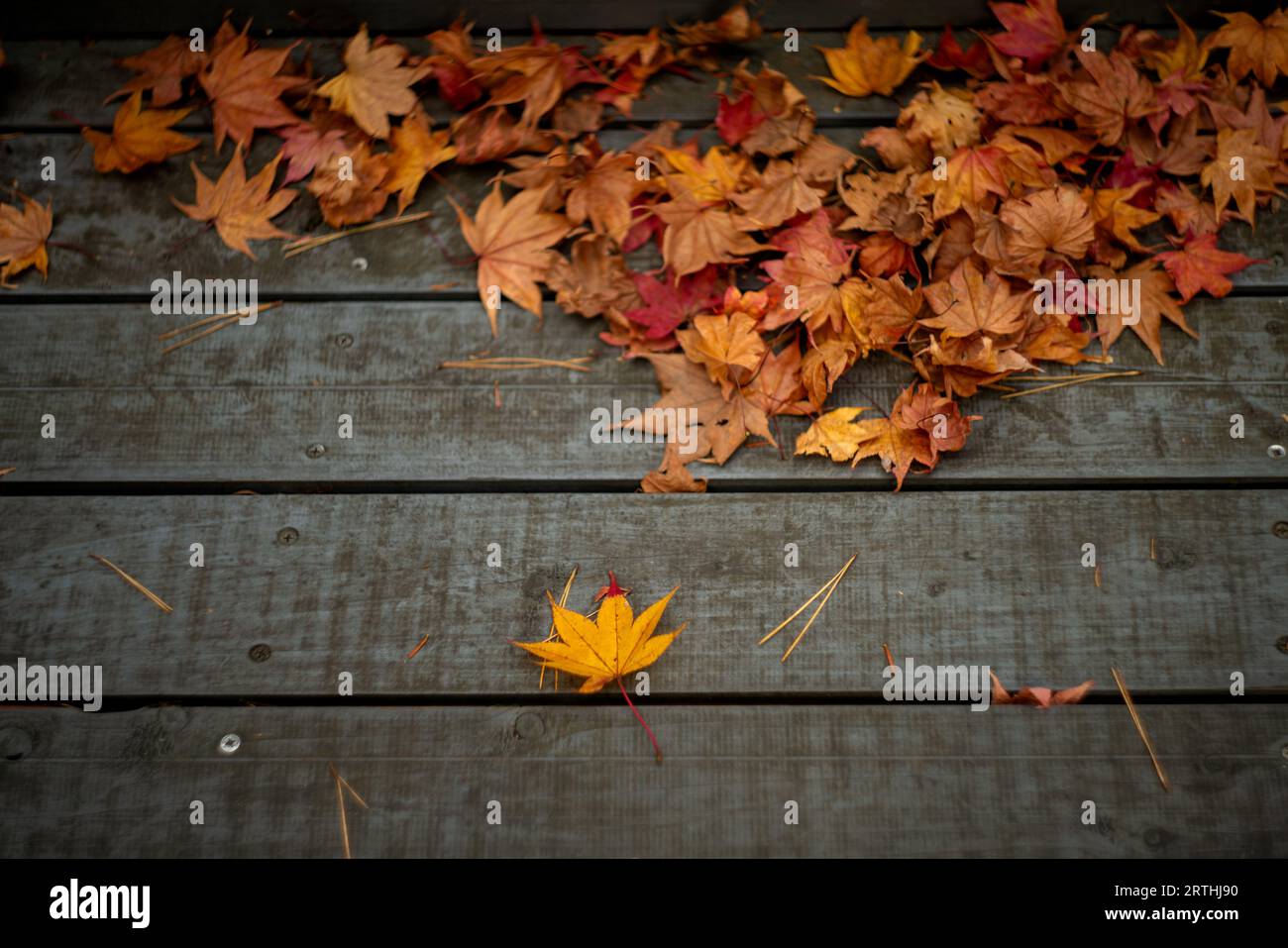 Splendido paesaggio autunnale. Foglie colorate in autunno. Le stagioni delle foglie d'acero cadono. Le foglie d'acero diventano gialle, arancioni e rosse in autunno. Foto Stock