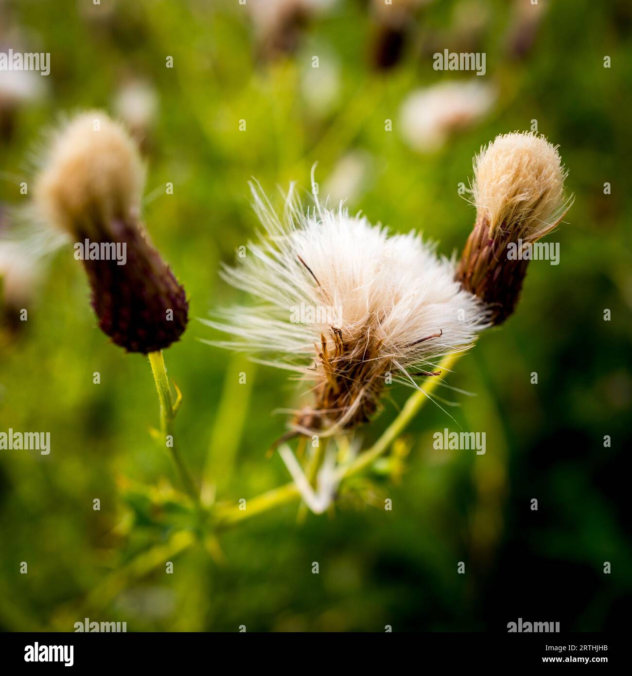 Thistledown Foto Stock