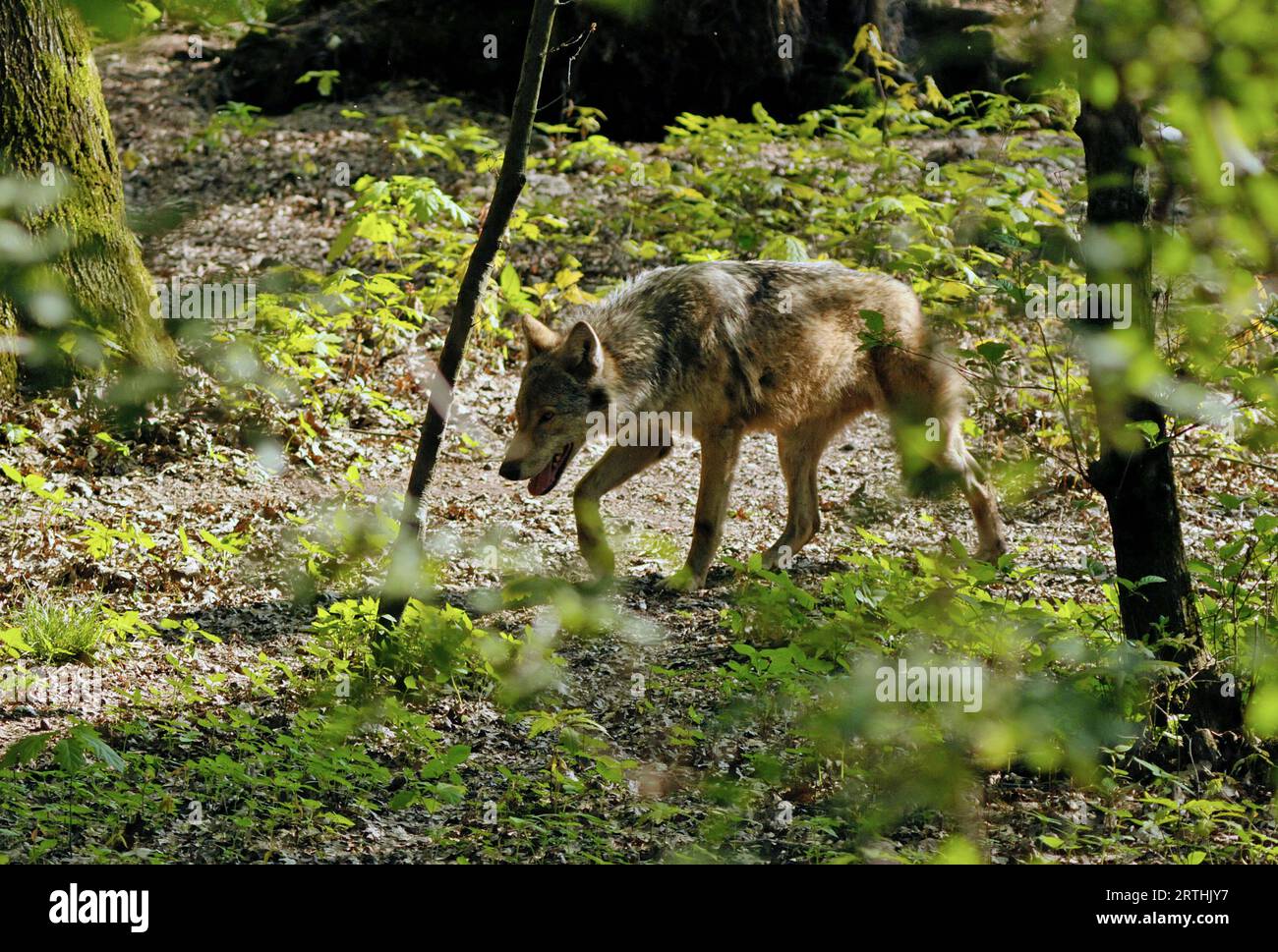 Lupo europeo (Canis lupus) che cammina nei boschi Foto Stock
