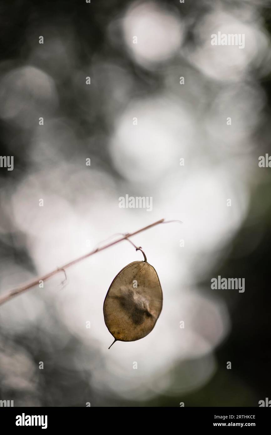 Seedpods of Annual Honesty, Seedpods of Annual Silverleaf Foto Stock