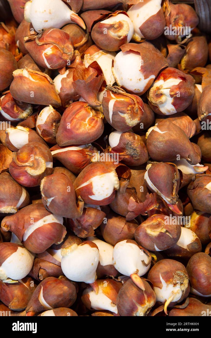 Bulbi di tulipano al mercato dei fiori di Amsterdam, Paesi Bassi in primavera Foto Stock