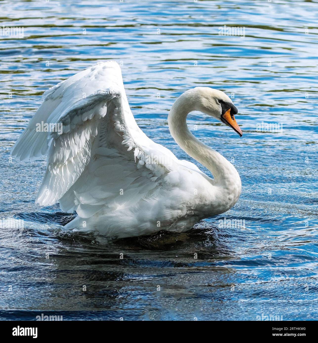 Cygnus che espande le ali in cima all'acqua a Figgate Park, Edimburgo, Scozia, Regno Unito Foto Stock