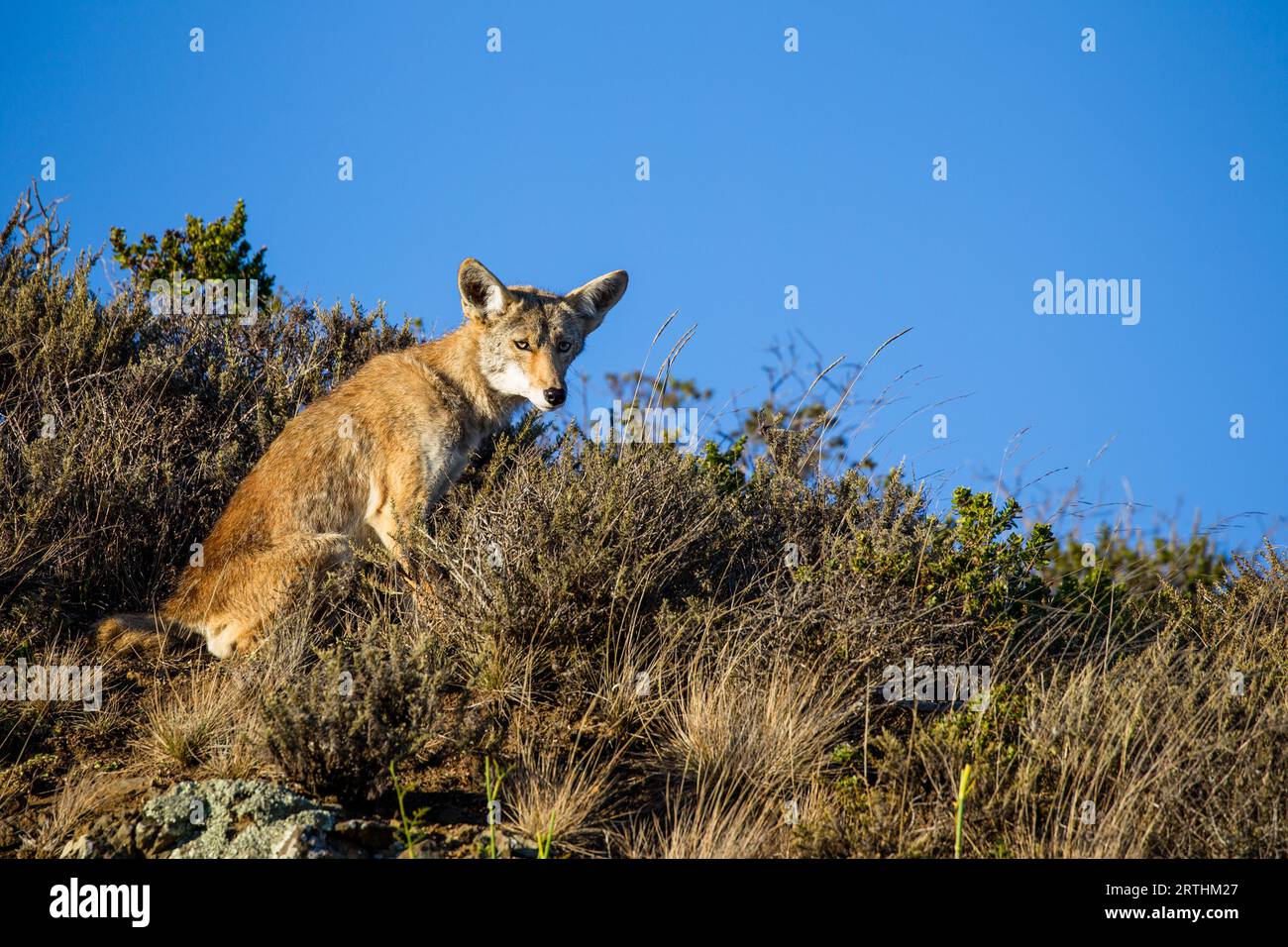 Coyote (Canis latrans) nella Golden Gate National Recreation area a nord di San Francisco, California, Stati Uniti. Coyote nel Golden Gate National Foto Stock