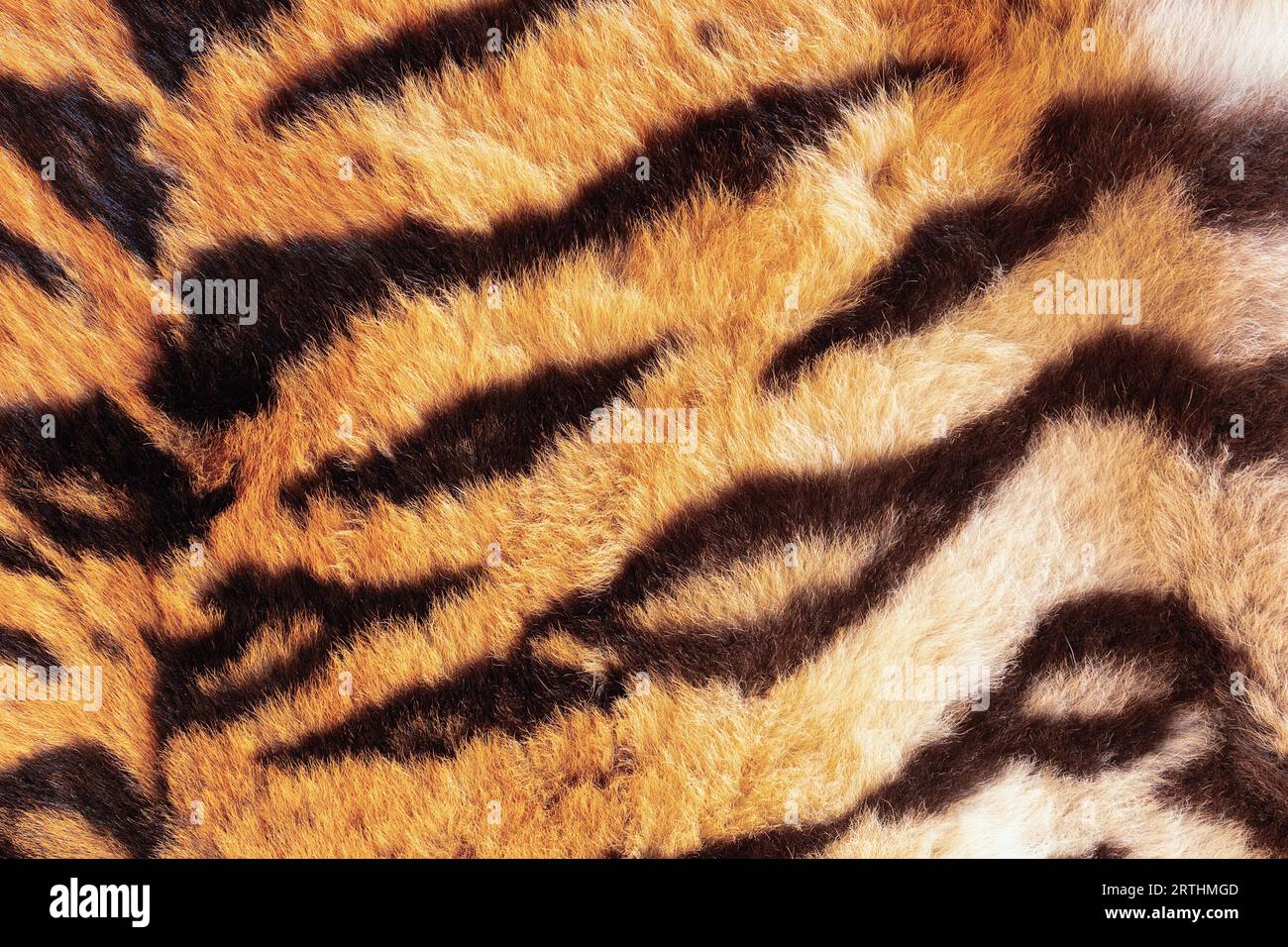 dettagli di pelliccia di tigre, sfondo naturale per il tuo disegno, vera pelliccia animale Foto Stock