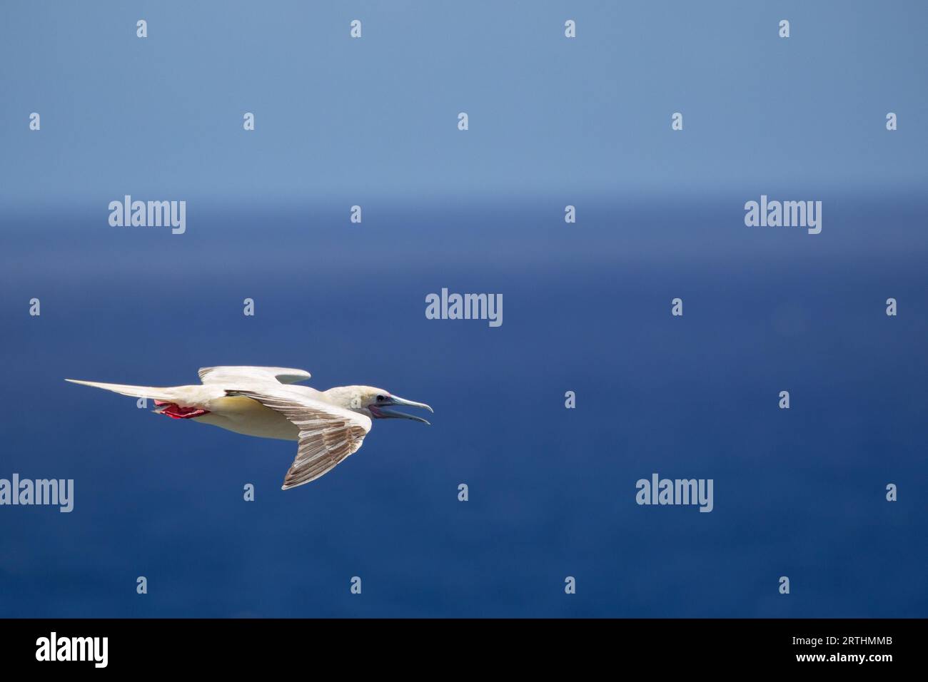 Red-Footed Booby (Sula sula) in volo a Kilauea Point a Kauai, Hawaii, USA Foto Stock