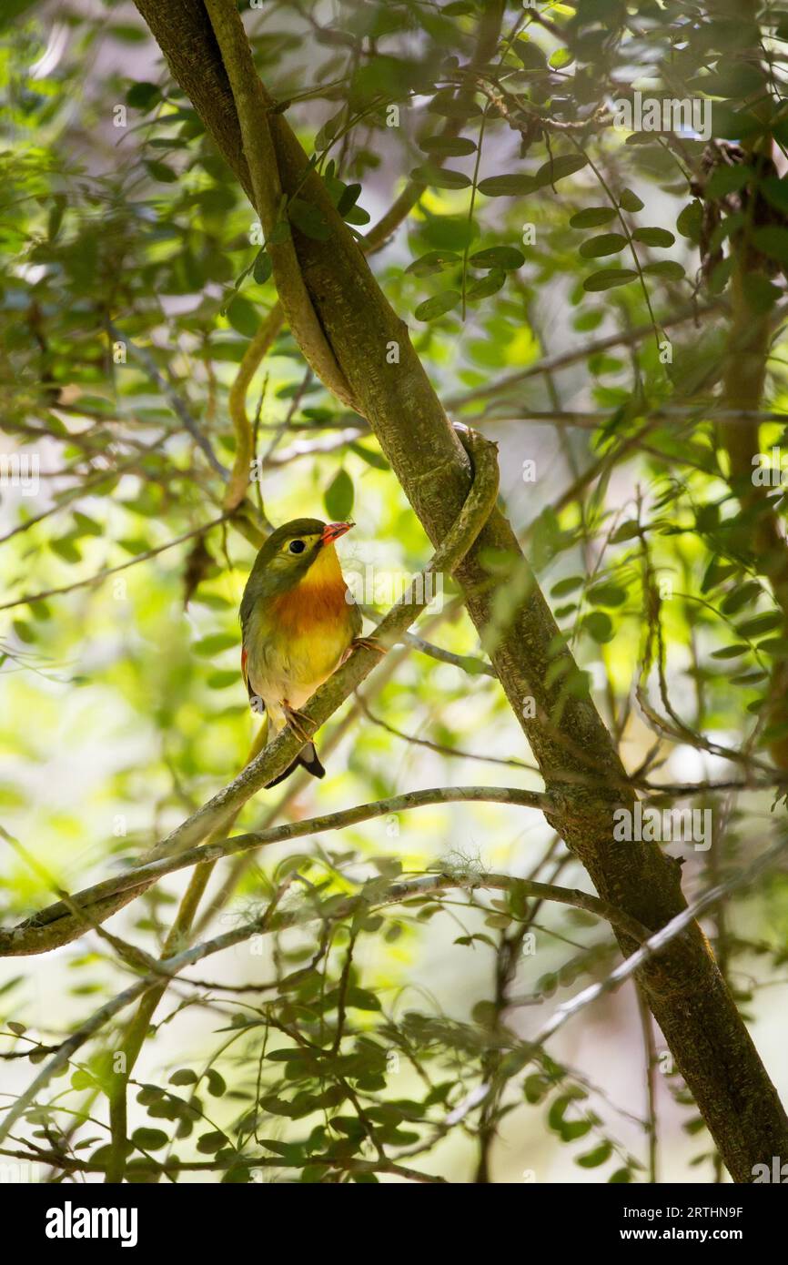 Una Leiothrix (Leiothrix lutea) si trova tra i cespugli del Parco Nazionale dei Vulcani delle Hawaii a Big Island, Hawaii, Stati Uniti Foto Stock