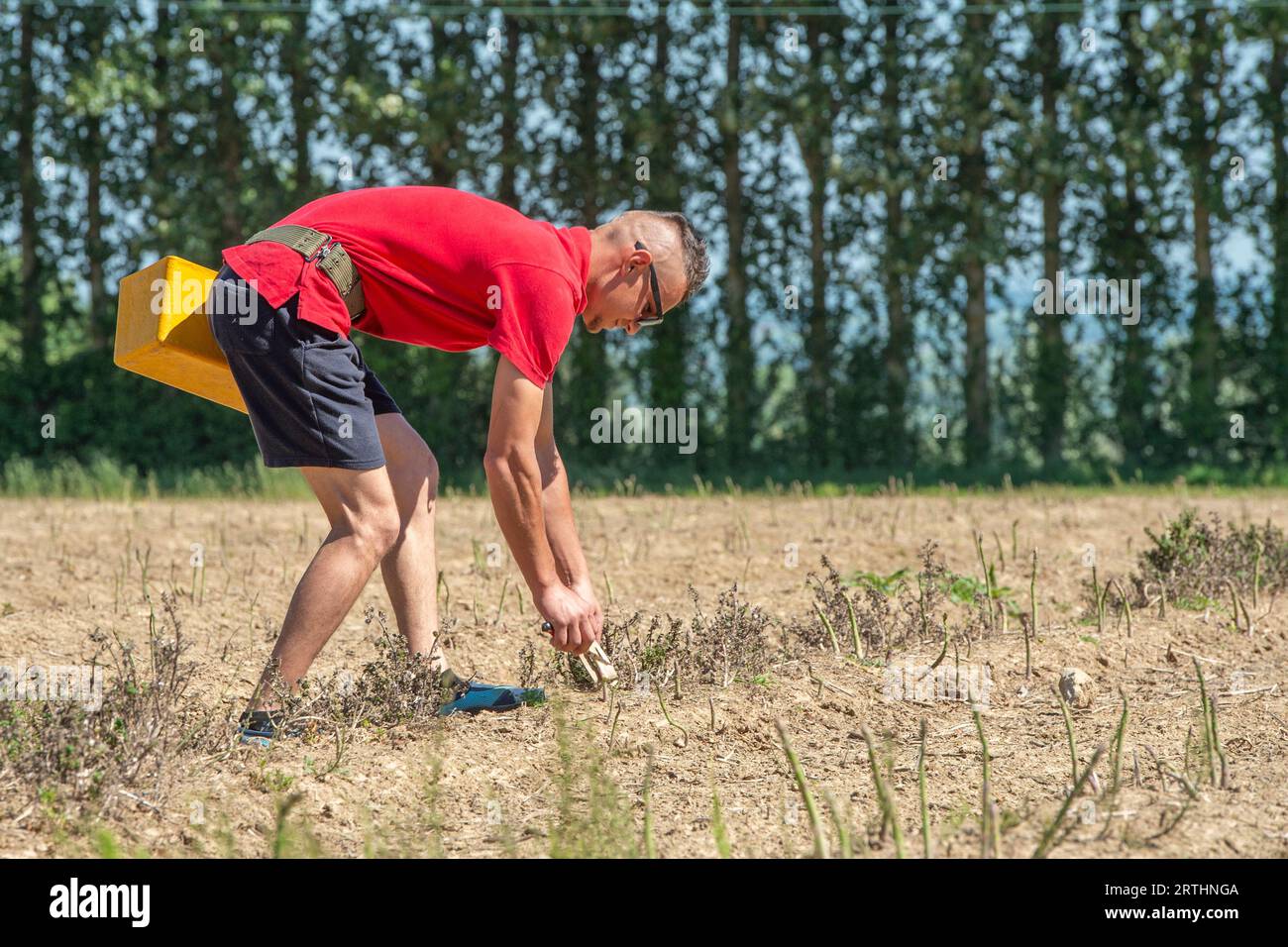 lavoratori migranti che raccolgono asparagi Foto Stock