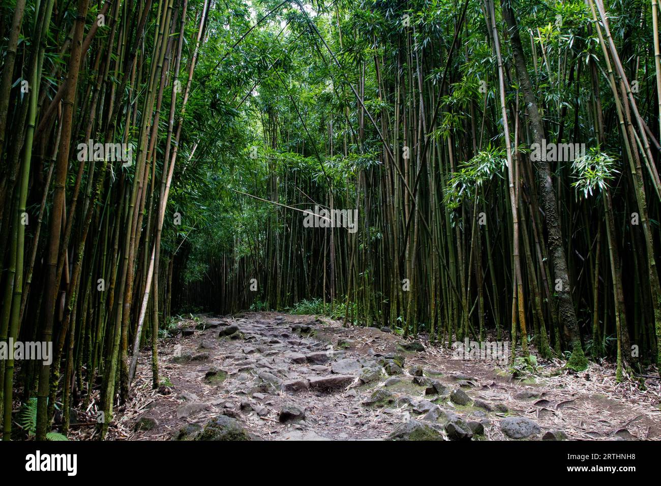 Foresta di bambù al Seven Sacred Pools Trail a Maui, Hawaii, USA. Foresta di bambù lungo il percorso Seven Sacred Pools Trail vicino a Hana a Maui, Hawaii, USA Foto Stock