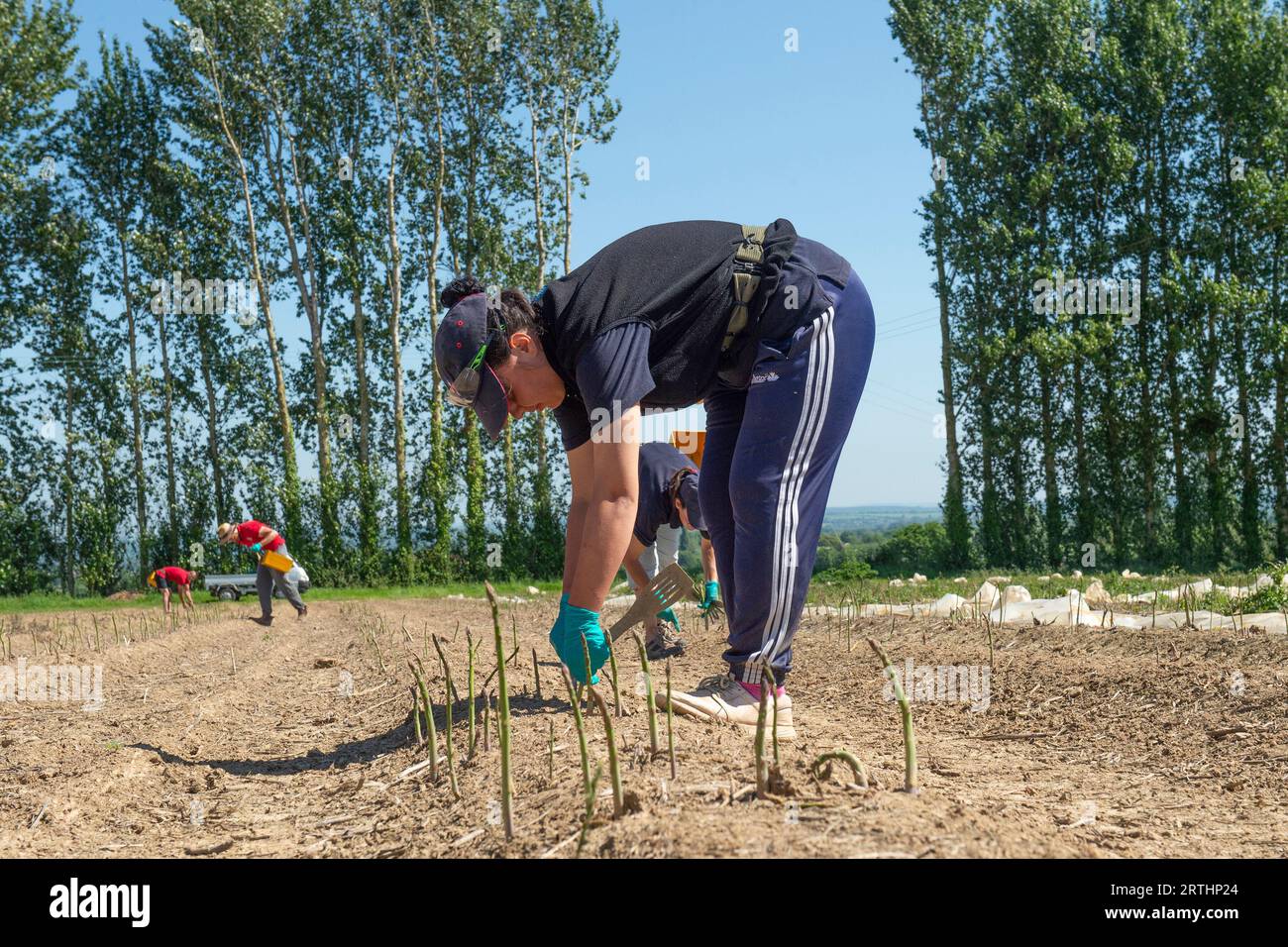 lavoratori migranti che raccolgono asparagi Foto Stock