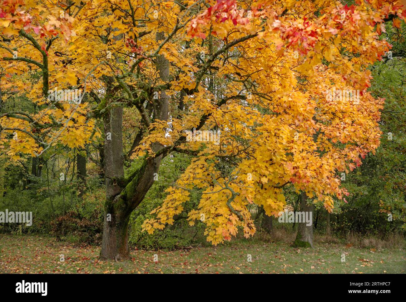 Questa singola immagine appartiene alla mia serie di immagini Foto Stock