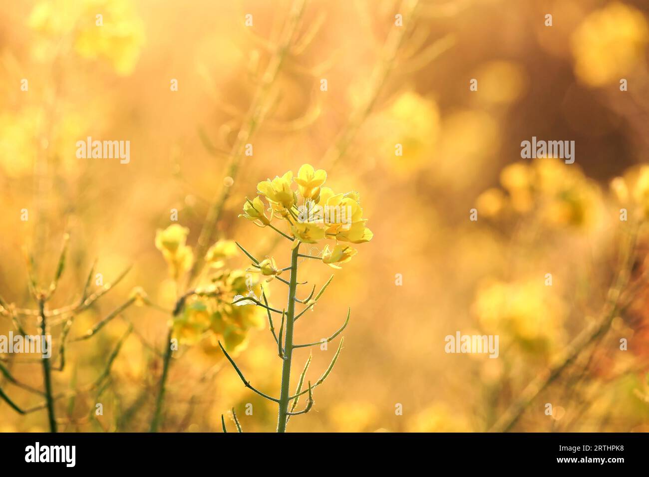 Fiori di colza al sorgere della luce calda Foto Stock