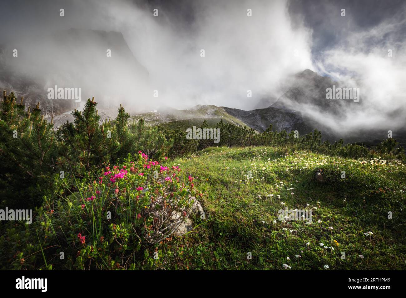 Cime montuose nella nebbia e rododendro fiorito nelle Alpi Foto Stock