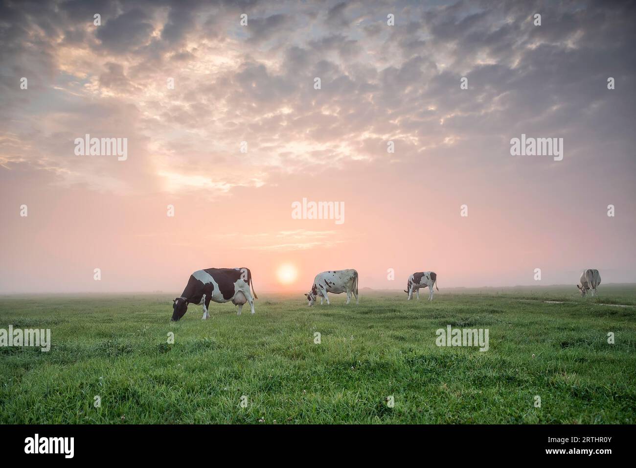 Mucche che pascolano al pascolo all'alba in estate Foto Stock