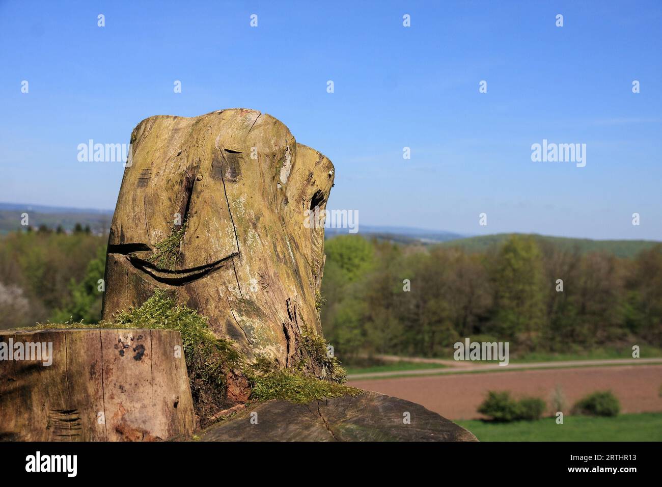 Ceppo d'albero con inciso Foto Stock