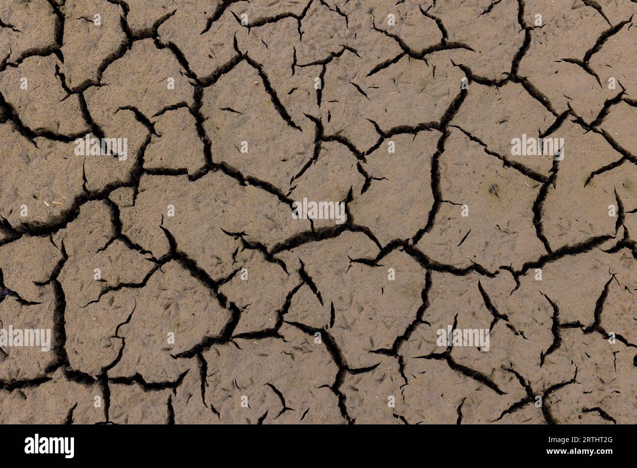 Terra spaccata a causa della siccità Foto Stock