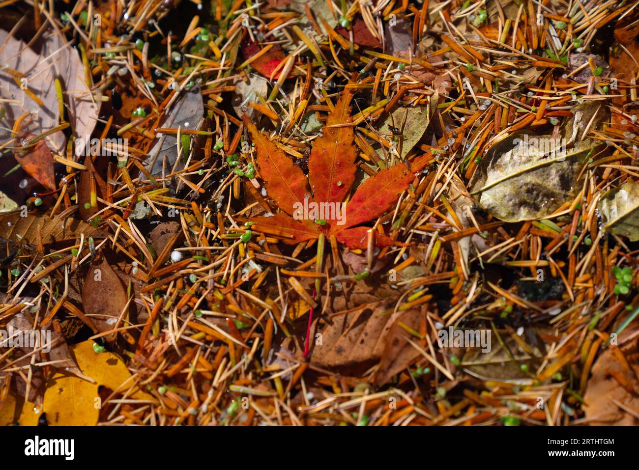 L'autunno lascia a terra durante la stagione autunnale. Foto Stock