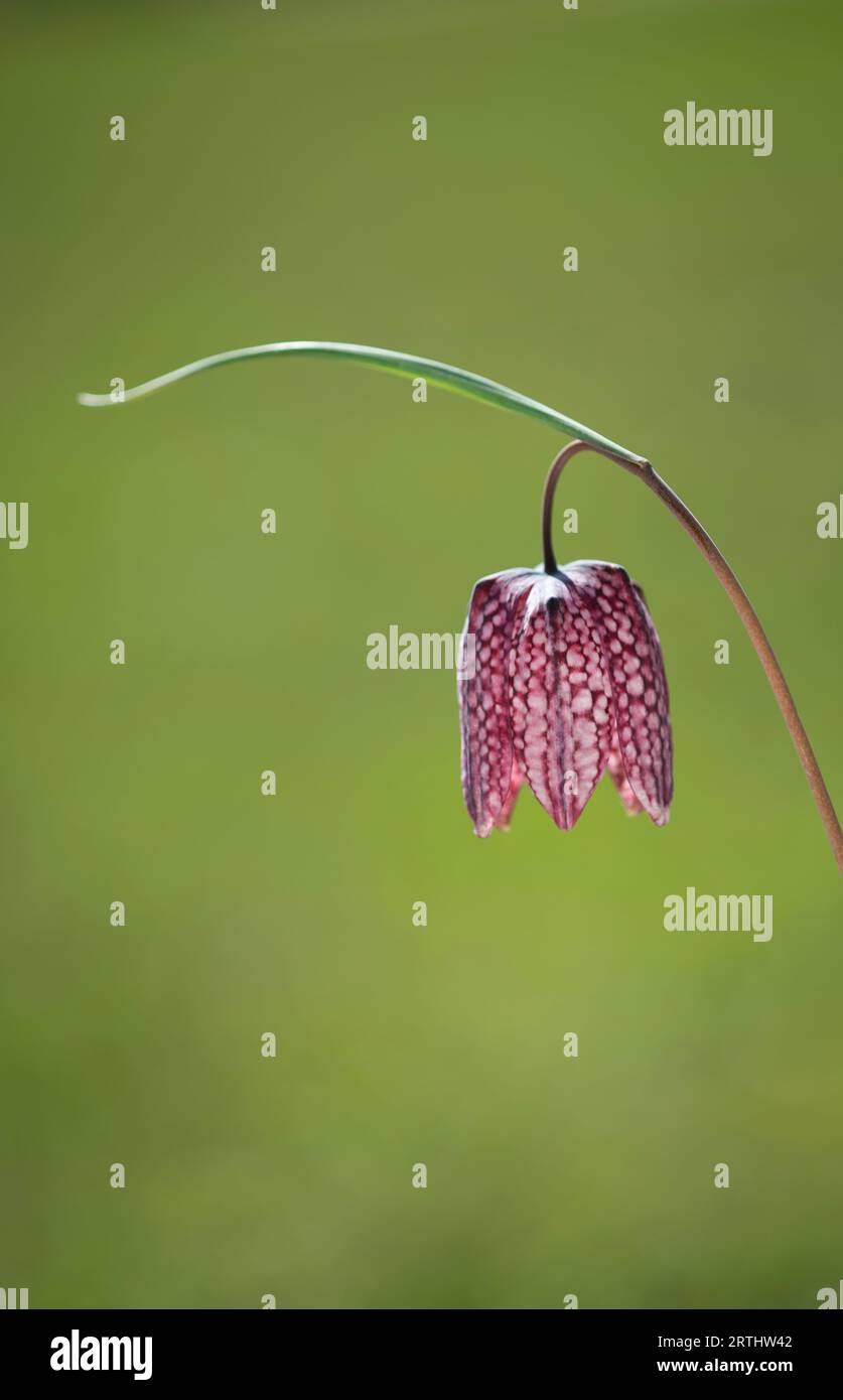 Fritillario di Snakeshead: Fritillaria meleagris. Foto Stock