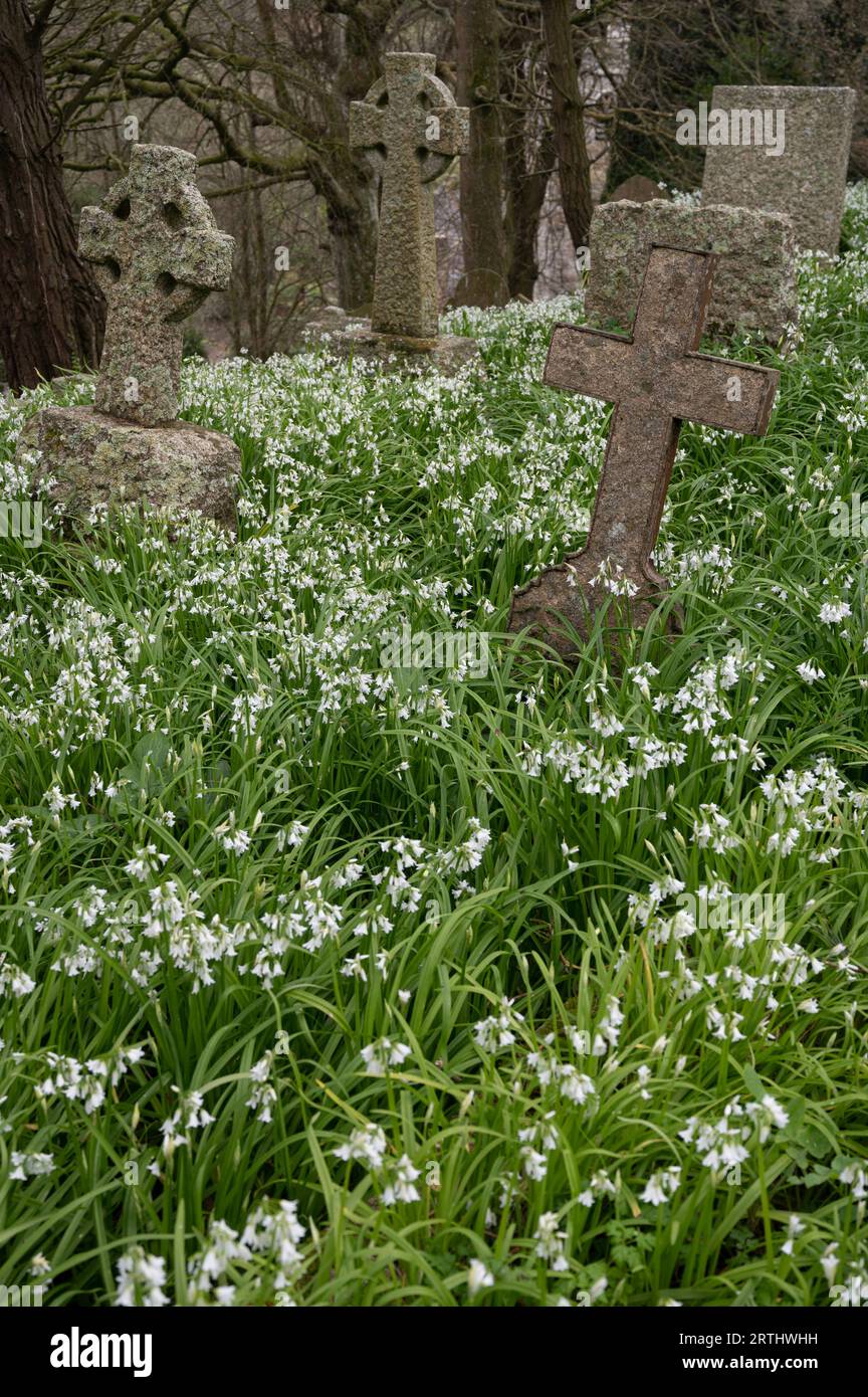 Leek a tre angoli: Allium triquetrum. Nel cimitero, nel sud della Cornovaglia, Regno Unito Foto Stock