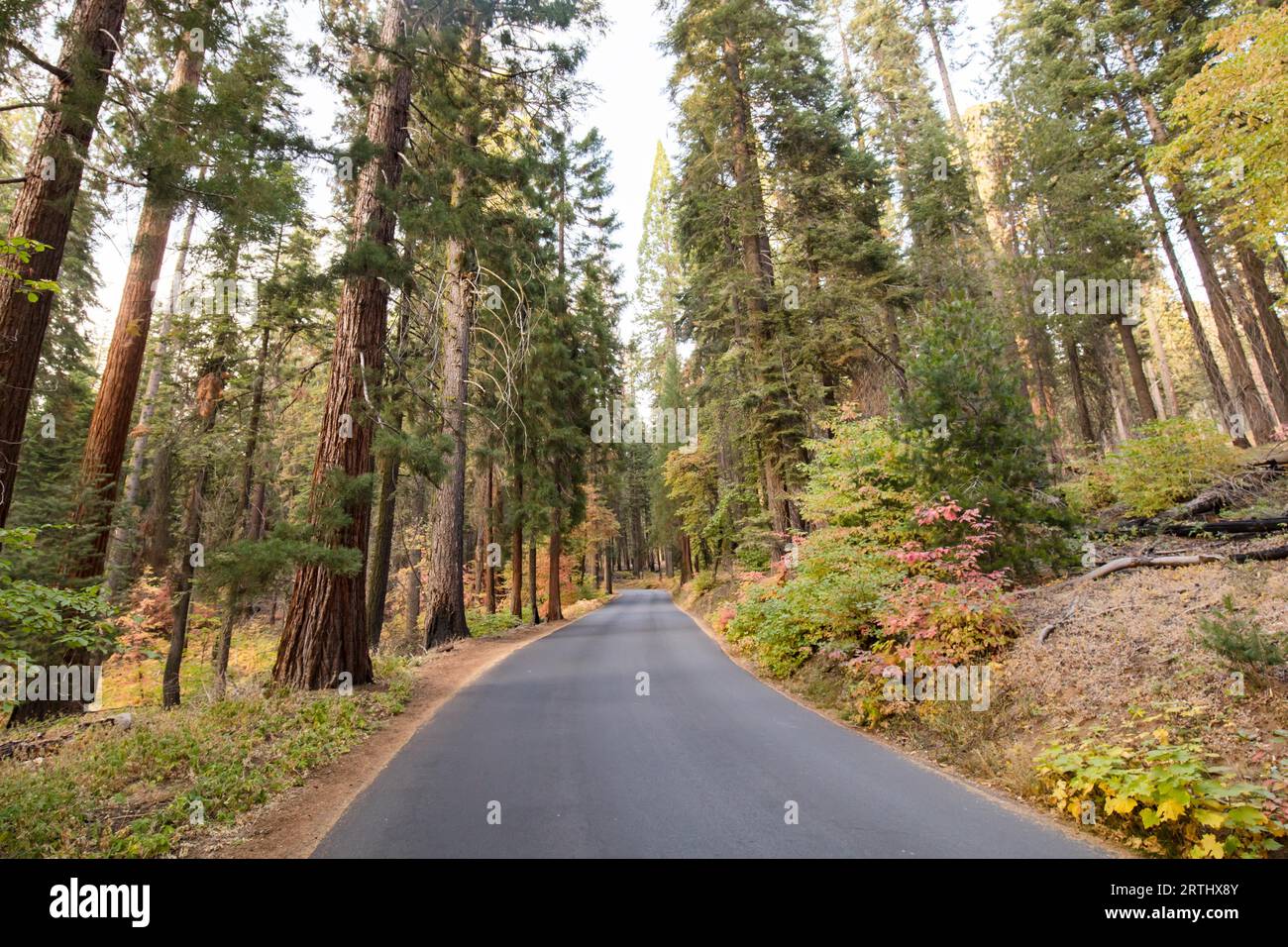 Generali Hwy thru Sequoia National Park in California, Stati Uniti d'America Foto Stock