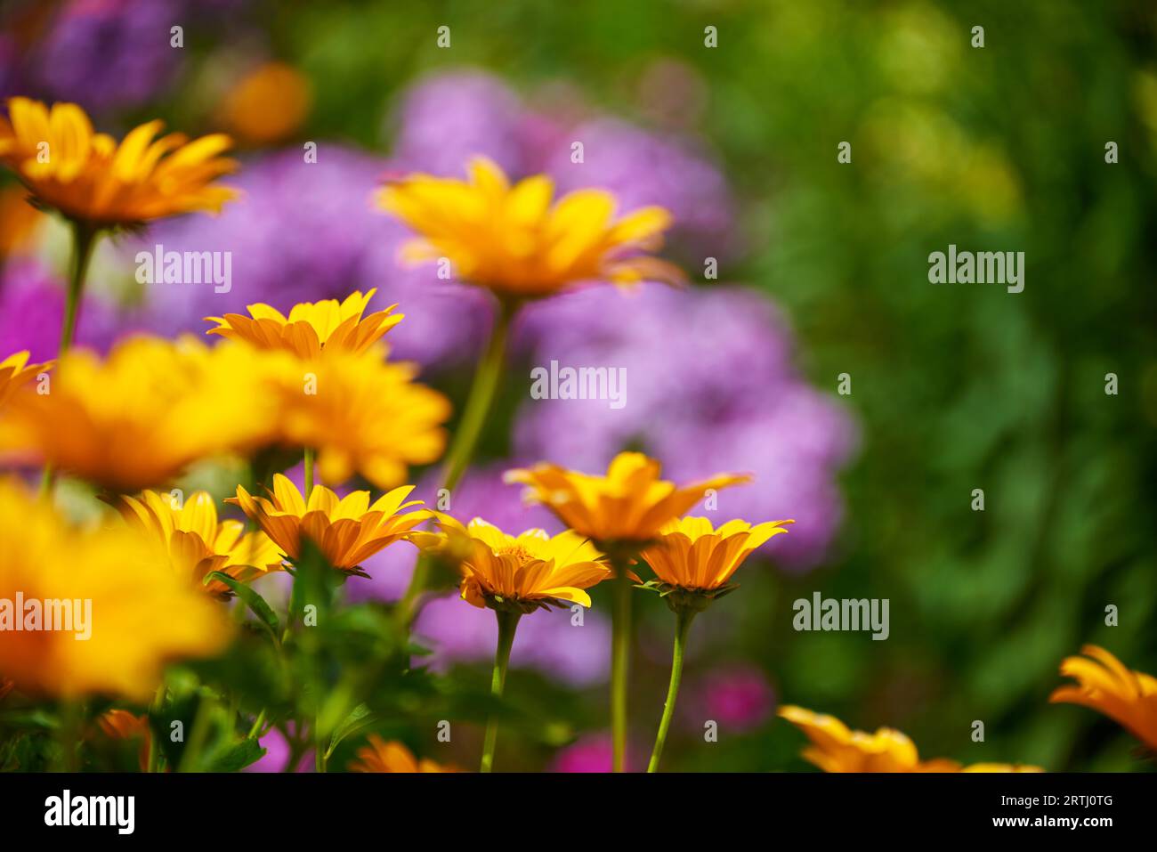 Profumato giardino di fiori assolati Foto Stock