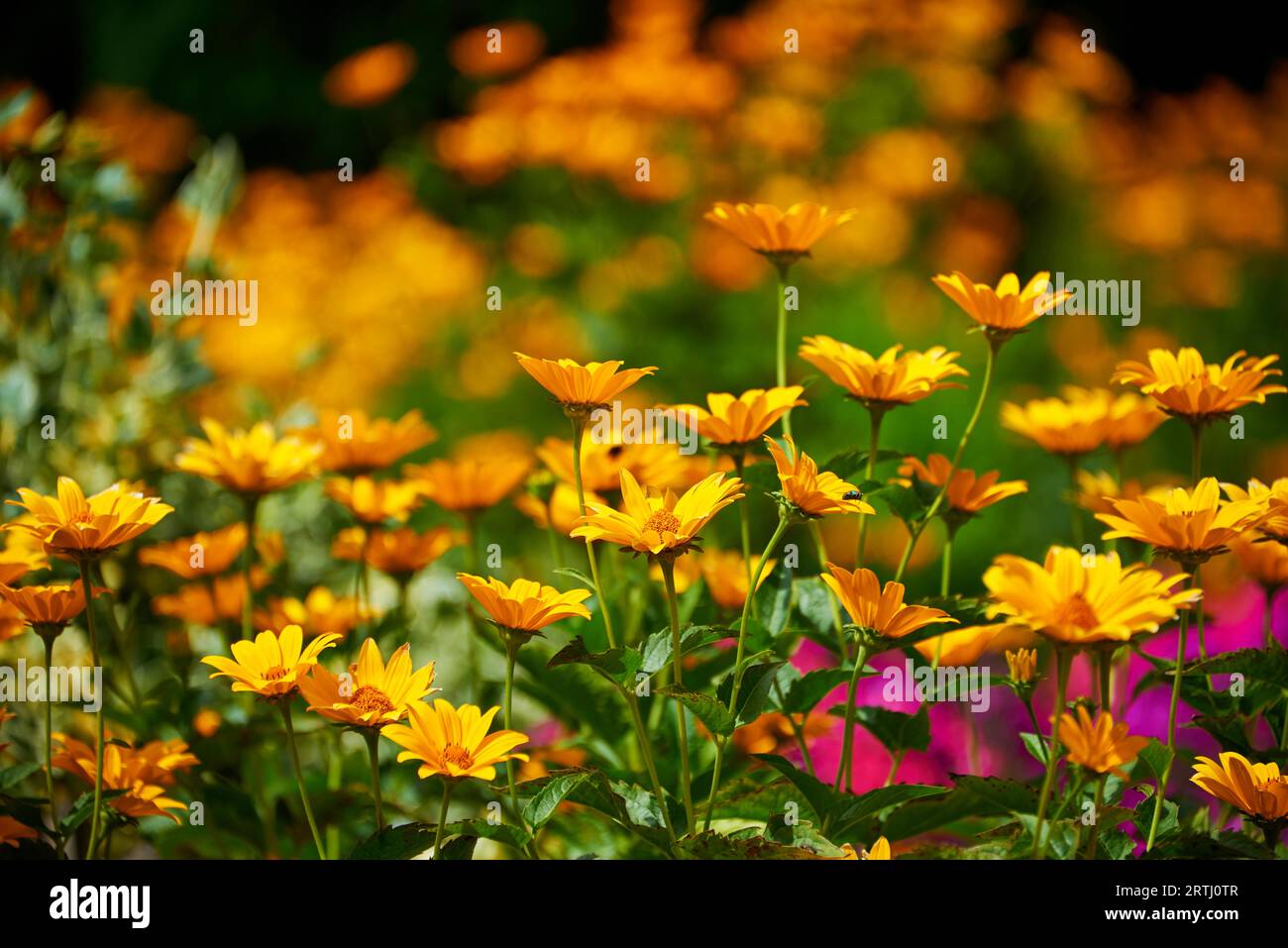 Profumato giardino di fiori assolati Foto Stock
