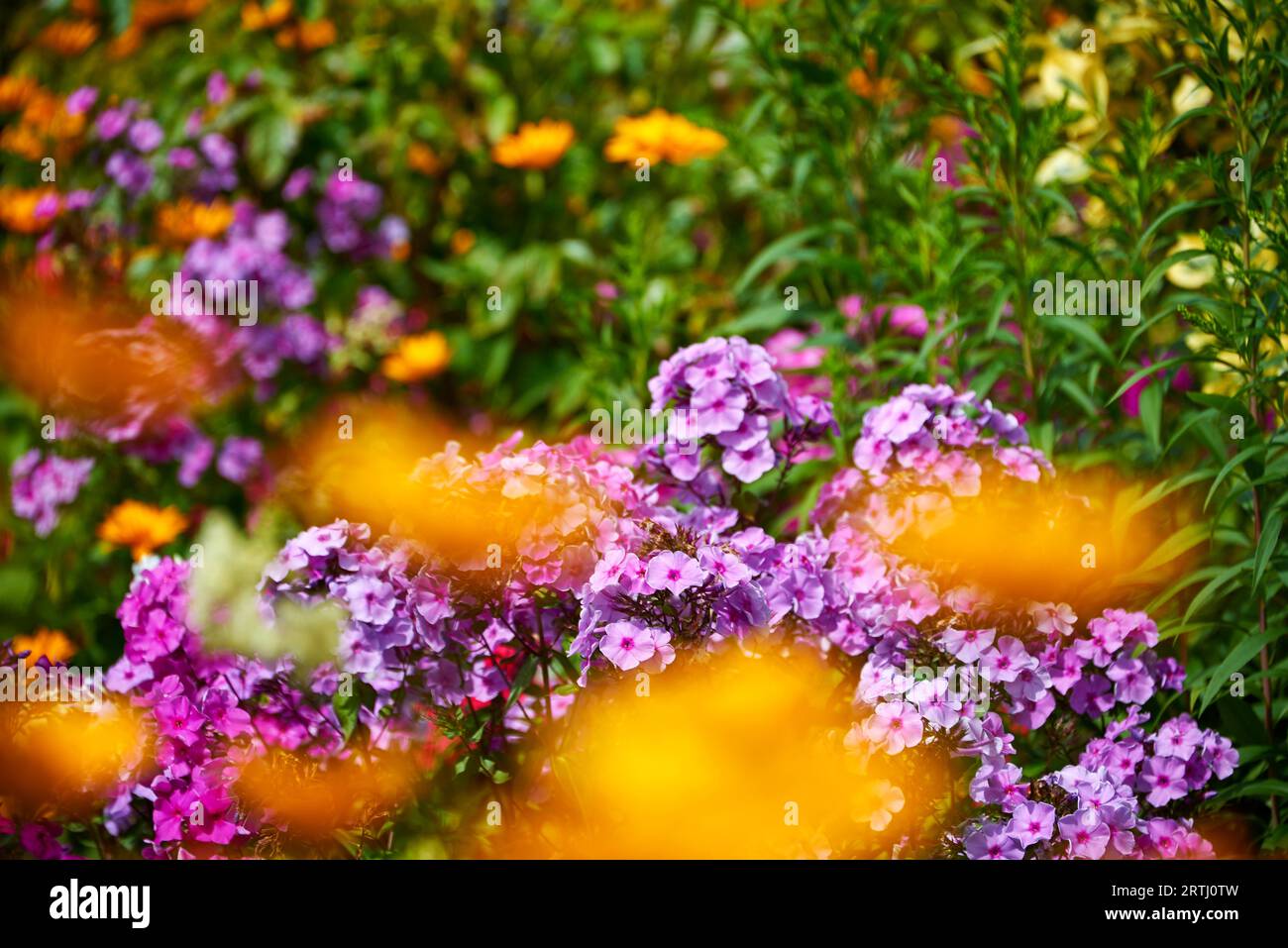 Profumato giardino di fiori assolati Foto Stock