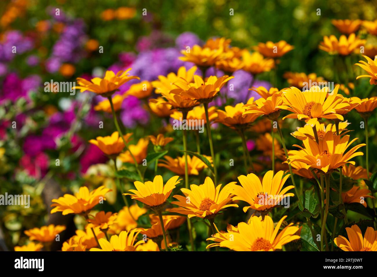 Profumato giardino di fiori assolati Foto Stock