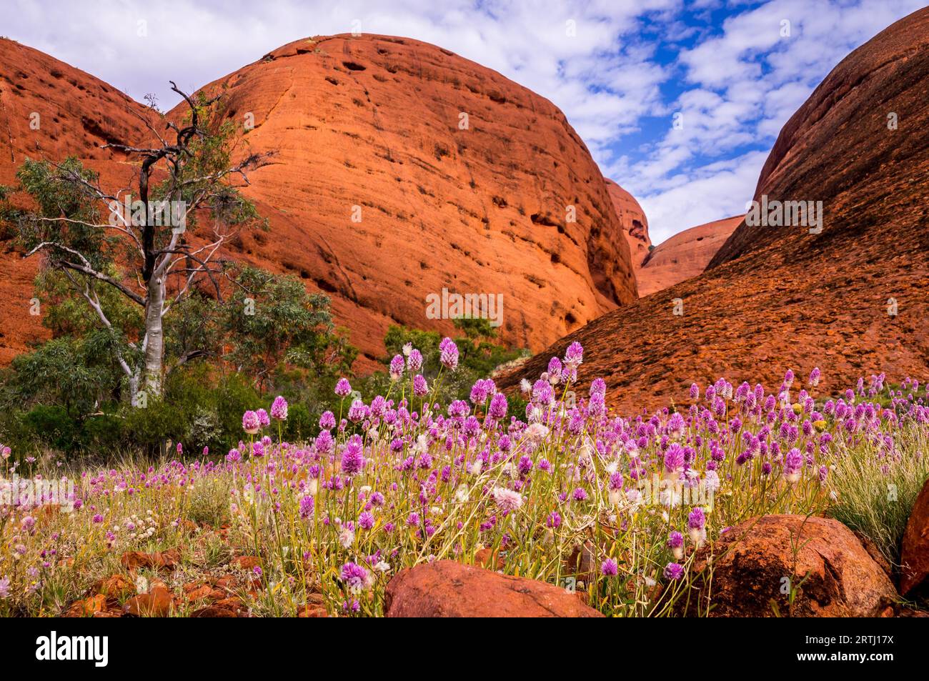 L'Outback australiano viene a vivere quando fiori selvatici colorati coprono il terreno asciutto della Valle dei Venti Foto Stock