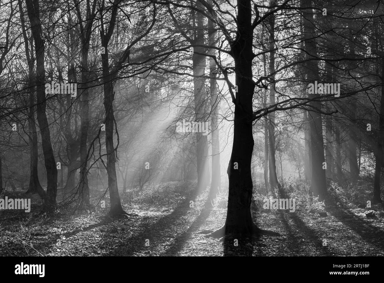 La luce del sole scorre attraverso la nebbia nel bosco all'Otley Chevin Forest Park, West Yorkshire, Regno Unito Foto Stock