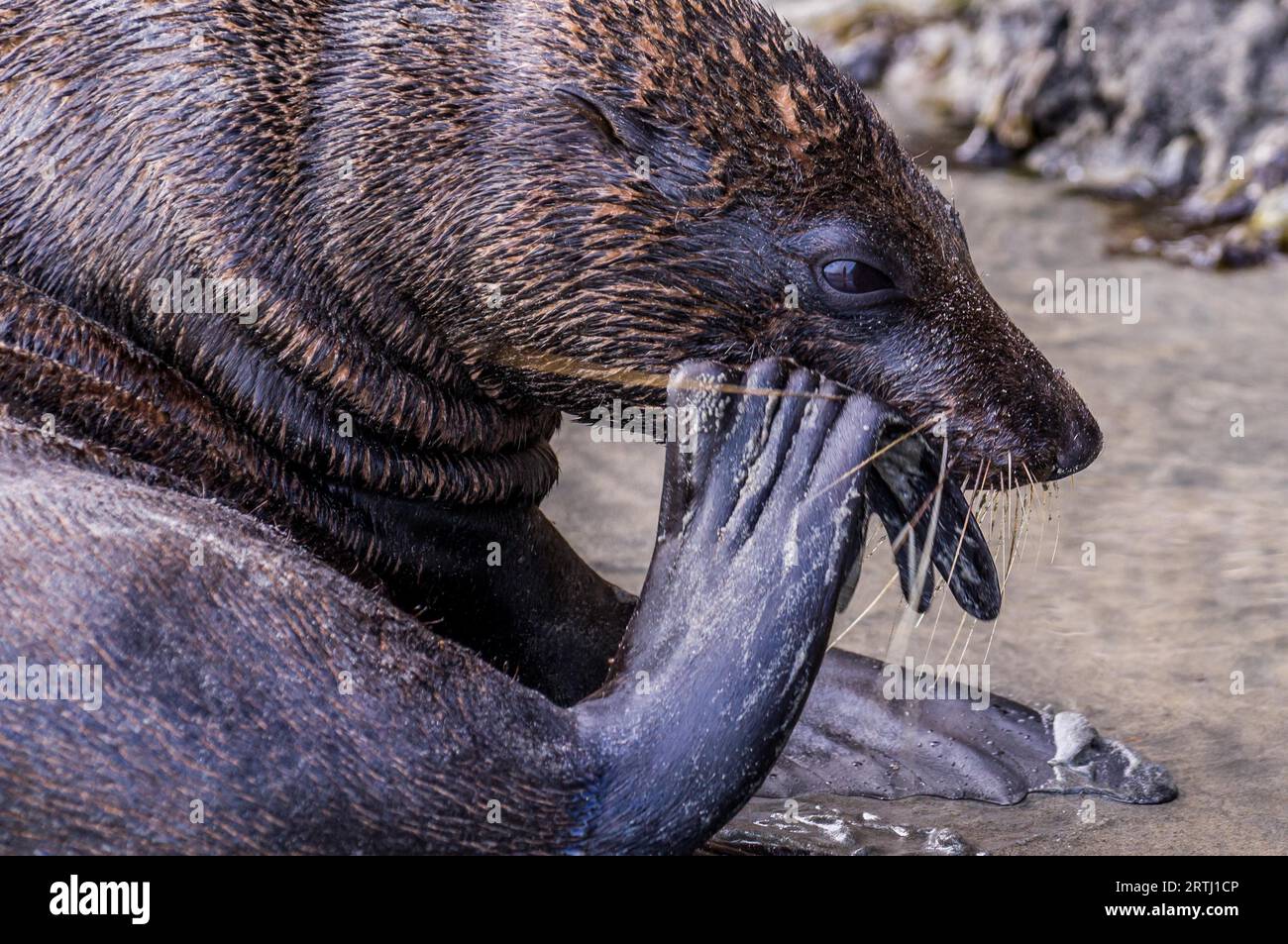 New Zealad nel febbraio 2016: Un foca adulto tenta di rompere una conchiglia per mangiare la gustosa cozza all'interno Foto Stock