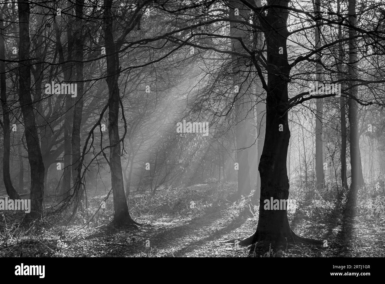 La luce del sole scorre attraverso la nebbia nel bosco all'Otley Chevin Forest Park, West Yorkshire, Regno Unito Foto Stock