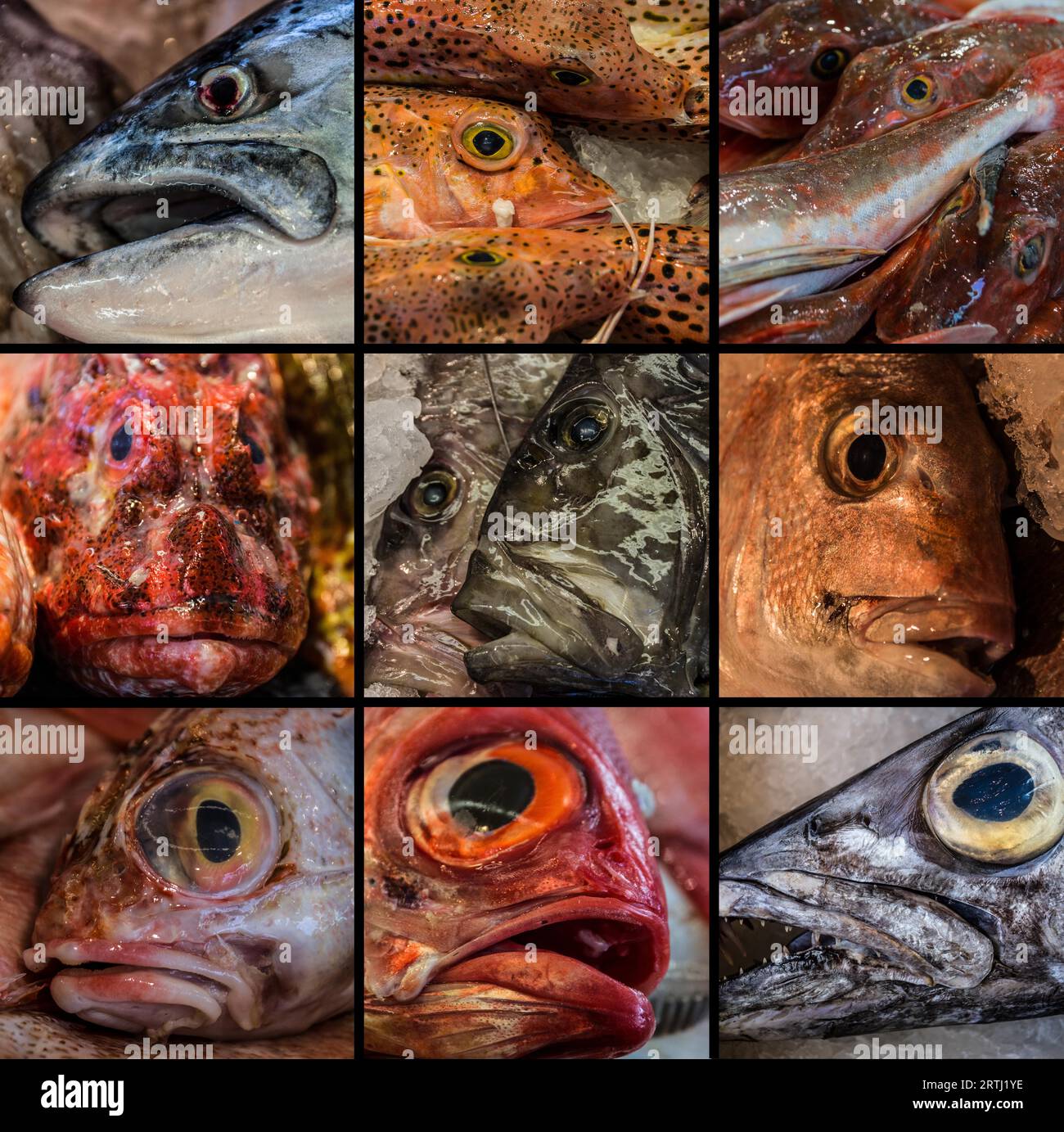 Collage di pesce fresco venduto ad Auckland il mercato del pesce Foto Stock