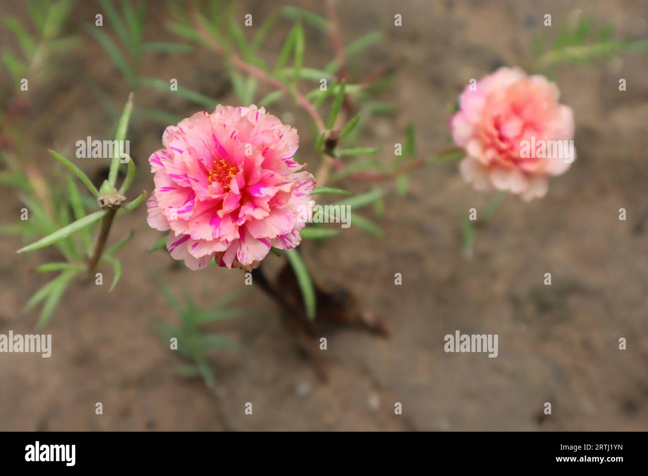 Splendidi fiori di portulaca in giardino che crescono a terra, rosa, pesca, fiori di portulaca di colore giallo Foto Stock