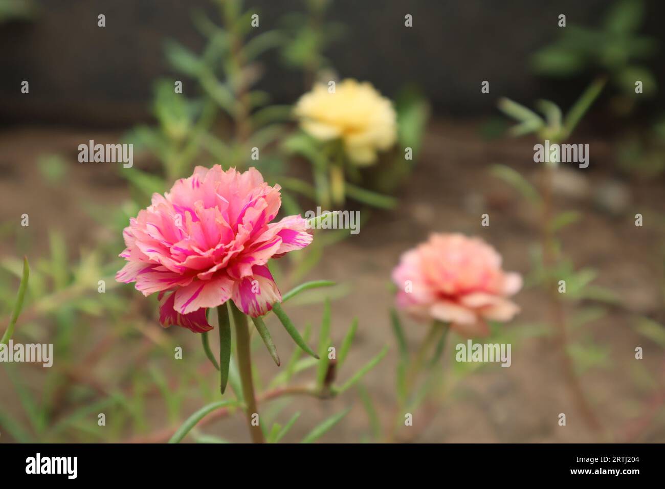 Splendidi fiori di portulaca in giardino che crescono a terra, rosa, pesca, fiori di portulaca di colore giallo Foto Stock
