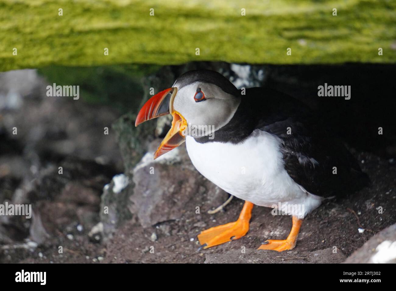Pulcinelle di mare alle isole Skellig. L'isola di Skellig Michael, conosciuta anche come il grande Skellig, è sede di uno dei più noti d'Irlanda Foto Stock