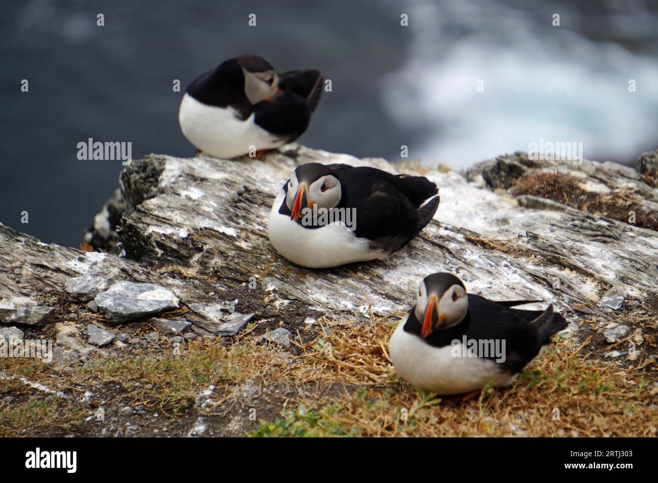 Puffini alle isole Skellig Foto Stock