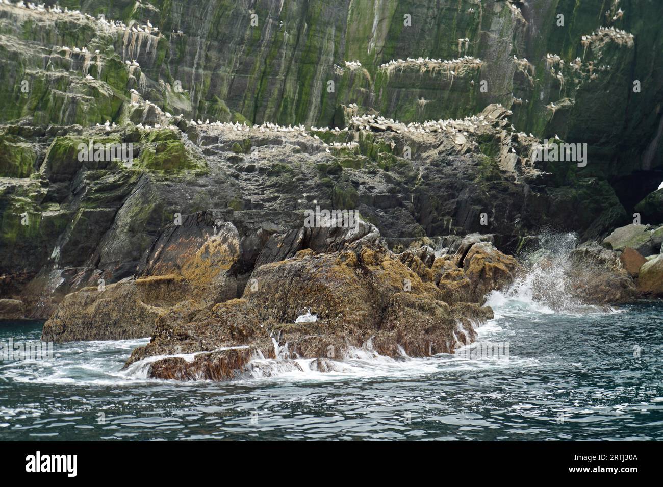 Little Skellig, la seconda colonia di gannet più grande del mondo Foto Stock
