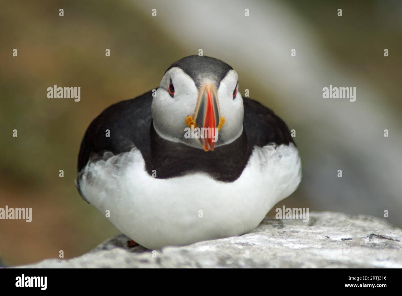 Puffini alle isole Skellig Foto Stock