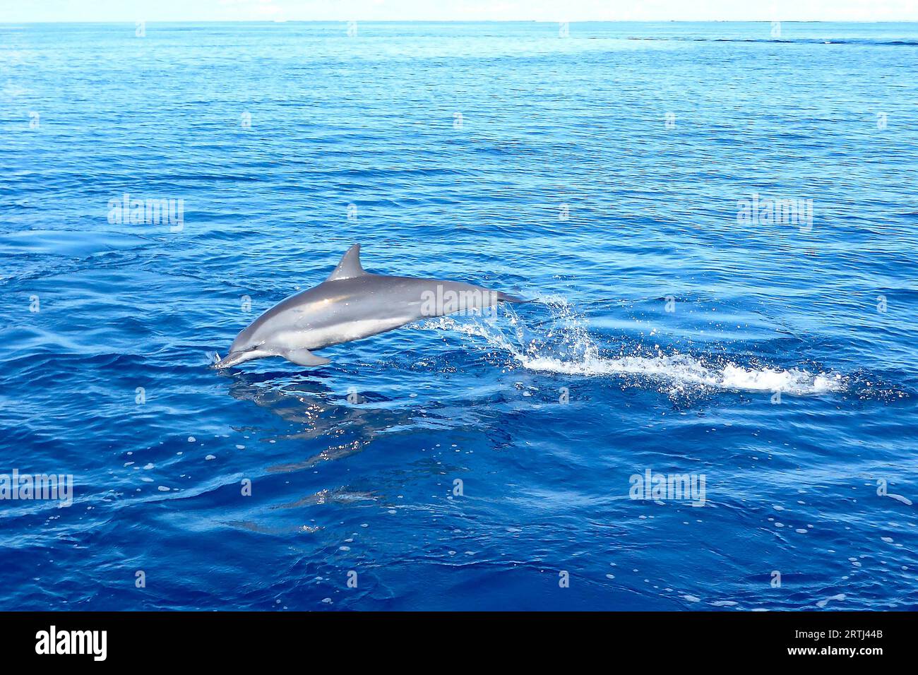 Il delfino del Pacifico Spinner Dolphin a becco lungo spinner (Stenella longirostris) salta fuori dall'acqua immersioni nel mare, nell'Oceano Pacifico Foto Stock