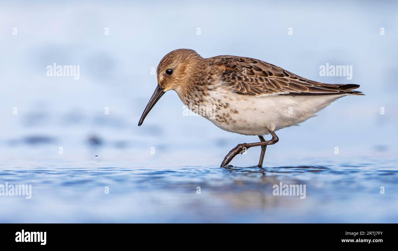 Dunlin (Calidris alpina) transizione da abito da riproduzione a abito leggero, uccello da cecchino, foraggio su pianure fangose, zone d'acqua poco profonde, costa del Mar Baltico Foto Stock