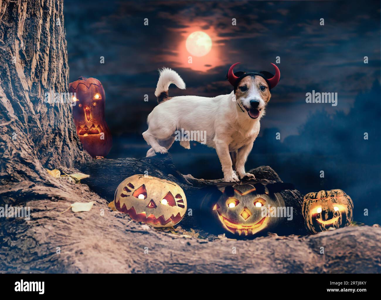 Scena di Halloween con un cane che indossa un costume di spaventoso demone tra le zucche scolpite durante la notte nebbia Foto Stock